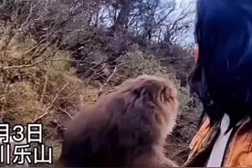 30秒｜男子与峨眉山猴互殴引关注，当事人：只是想吓唬猴子，练过自由搏击图片