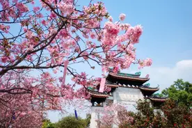 樱花与古典园林相遇，开启宝墨园汉风古韵樱花节图片