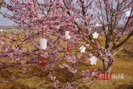 第二届楚风樱花节启幕，武汉新洲百亩樱花园等你来打卡图片