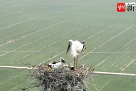 【组图】铁塔上筑巢安家，“东方白鹳夫妇”添新丁图片