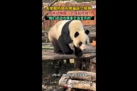 扬州动物园回应木架腐朽致大熊猫踩空摔倒：已开始检修图片