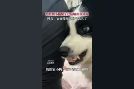 边牧朝小猫呲牙过猛，喷出鼻涕泡，网友：气氛突然就尴尬了图片