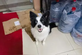 贪玩牧羊犬“出逃”迷路，“卖萌求助”找到回家之路图片