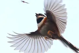 “蚊子”的肉也是肉！小鸟抓蚊子抓出了老鹰的气势图片