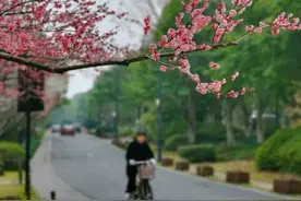 惊蛰丨春雷惊百虫万物始成长图片