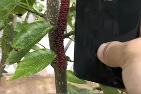 【通州三农】独一份儿！通州这家能吃的“毛毛虫”抢“鲜”上市！位置就在……图片