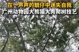广州动物园大熊猫秀爬树技艺，网友：在一声声靓仔中迷失了自我图片