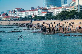 组图丨期待下一次“鸥”遇，青岛海鸥即将北迁图片