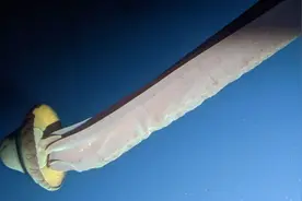 南极洲深海拍到罕见冥河水母 拥有10米长触手图片