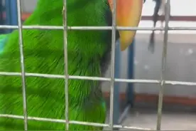 鹦鹉飙出纯正东北话“嘎哈呢”，动物园：它听人唠嗑自学的图片