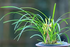 香、雅、清、正、和、静：兰花从来不只是一种植物图片