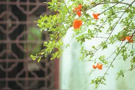 草木与铁树图片