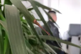 【小里帮忙】​7岁孩子背着家里人玩和平精英，充值近4000元买装备图片