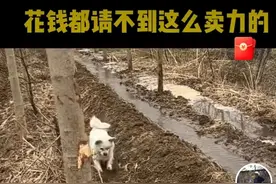 小狗用爪刨土引水，主人说“花钱都请不到这么卖力的”，网友：加鸡腿，管够！图片