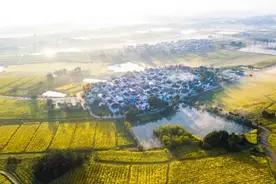 慢城万亩金花如约而至  带来春天的“金色浪漫”图片