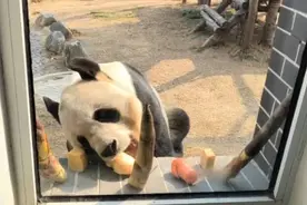 在泰安的这两只大熊猫，除了竹子还吃竹笋、胡萝卜、苹果、窝窝头图片