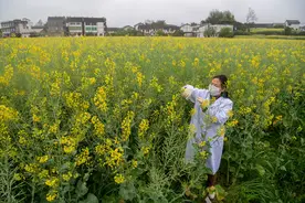 10年磨出“两碗菜籽，一碗好油”——黄桃翠团队选育的油菜良种含油量达50%左右，累计推广面积达到3000多万亩图片