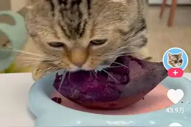 “喵星人”发威：从主人口中夺玉米，把盘中紫薯啃精光，网友：这是饿虎扑食吗？图片