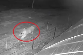 野生东北虎凌晨进村闯牛棚觅食，当事村民：放鞭炮驱离，人畜无伤图片