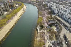 运河两岸 桃花绽放图片