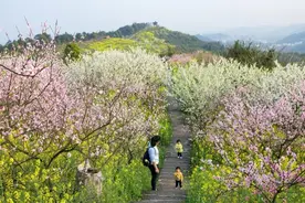 赏春花泡温泉 来重庆高新区遇见“花漾”春天图片