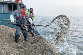 桂东出海记丨海上春耕，百亩海田撒下5万斤蛤蜊苗图片