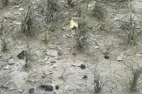 不文明曝光台｜当街小便、“城市牛皮癣”随处可见……不文明乱象何时了？图片