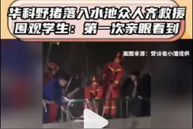 野猪掉池子里了！华科学生围观救援全过程：先用网兜捞，五花大绑了再上岸图片