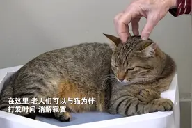 以色列：与猫为伴 消解寂寞图片