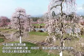 “问花村”里话乡村振兴图片
