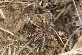 青未了 | 难忘儿时挖野菜图片