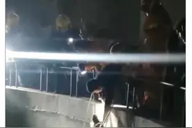 野猪掉进华科校内水池被救，网友调侃：是头猪学校也会捞你的图片