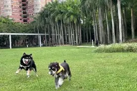 铲屎官必看！深圳夜间遛狗好去处合集图片