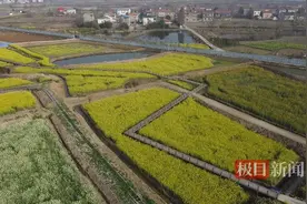 春三月，坐上小火车，打卡七彩油菜花海图片