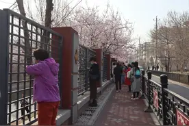 这条“山桃花溪”火了，河岸边游人冒险打卡、摇落花雨……图片