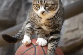 生活不易，喵喵卖艺，湖北这只喵火了！（文末有福利）图片