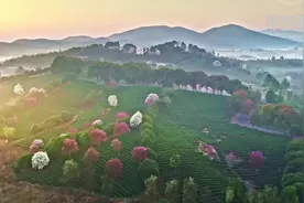 江苏溧阳：茶园春色美如画图片