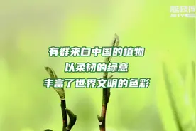 植树节短视频 | 改变世界的中国绿意图片