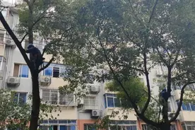 树枝“亲密接触”高压线，松江这个小区及时修剪除隐患图片