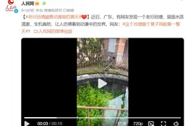 老旧池塘里绿意盎然 网友：我能看一天图片