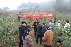 习水县桑木镇：花椒管护现场会 田间授课促丰收图片