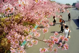 10万上海人涌入顾村公园！一看傻眼：每棵樱花树下，都有爬梯拍照的小姐姐！图片