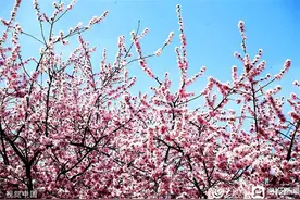 春有约，花不误！来济宁，许你一个“花花世界”图片