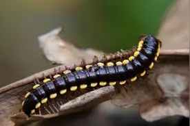 “千足虫”出没，但无需恐慌图片