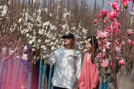 春意渐浓 河南宝丰600亩玉兰花迎风绽放图片