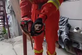 黄鼠狼”窜访“居民家，消防员抓捕送回山中图片