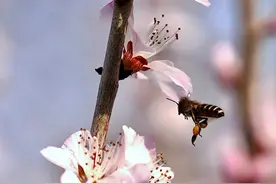 惊蛰时节已过，蝴蝶蜜蜂采花忙图片