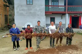 永安“超级竹王”共长出113个竹笋图片