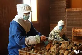 武汉东西湖培育小鸡苗，它们乘坐飞机销往云南图片