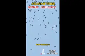 小区上空大量飞鸟盘旋，居民疑惑：这是什么情况？图片